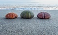 Three colorful sea urchins on a wet sand beach by the seaside.