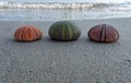Three colorful sea urchins on a wet sand beach with smooth sea waves.