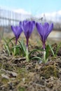 Three colorful spring crocus flower. Royalty Free Stock Photo