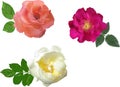 Three colors brier flowers collection Royalty Free Stock Photo