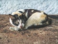 Three colors homeless blind cat. Dirty lonely cat looking with one eye