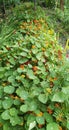 Three colors of petunias near marigolds Royalty Free Stock Photo