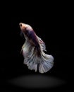 A three colorsiam figthing fish on black background Royalty Free Stock Photo