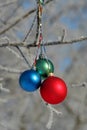 Three colour balls on a branch