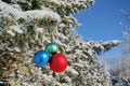 Three colour balls on a fir-trees branch