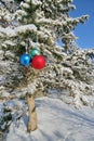 Three colour balls on a fur-tree