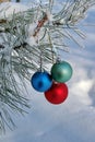 Three colour balls on a pine