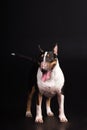 Three-coloured bullterrier on black background