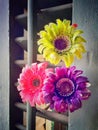 Three coloured flowers indoor.