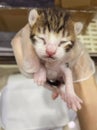 Three-coloured kitten lying in hand. Close up of new born kitten in a hand.