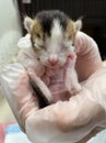 Three-coloured kitten lying in hand. Close up of new born kitten in a hand.