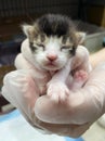 Three-coloured kitten lying in hand. Close up of new born kitten in a hand.