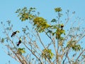 Chestnut-Mandible Toucans in Tree against blue sky Costa Rica