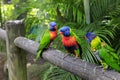 Three tropical Coconut lorikeets have a stand off in the Caribbean