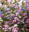 Three colours forget-me-not Royalty Free Stock Photo