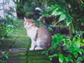 Three colours older cats on the brick floor in the garden Royalty Free Stock Photo