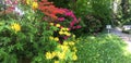 Three colours of rhododendrons mixing