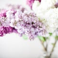 Three colours of spring lilac blossom, soft focus Royalty Free Stock Photo