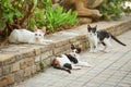 Three colours white black orange cat, lying on the pavement in garden, with two more stray cats around her