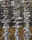 Three columns of dry wood chips on the background of fallen yellow leaves in autumn