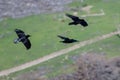 Three Common Black Ravens Flying Over the Canyon Floor