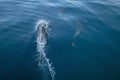 Three common bottlenosed dolphins swimming underwater near Port Hueneme off the California coast in USA Royalty Free Stock Photo