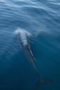 Three common bottlenosed dolphins swimming underwater near the Santa Cruz Channel Island off the central California coast in USA Royalty Free Stock Photo