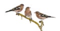 Three Common Chaffinch on a branch, Fringilla coelebs Royalty Free Stock Photo