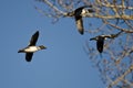 Three Common Goldeneye Ducks Flying Past a Winter Tree Royalty Free Stock Photo