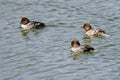 Three Common Goldeneyes Swimming in the Lake