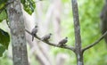 Three Common Ground Doves Sit in Tree Royalty Free Stock Photo