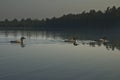 Three Common Loons on a North Woods Lake Royalty Free Stock Photo