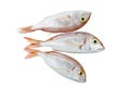 Three common pandora fishes pagellus erythrinus isolated on white