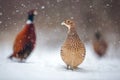 Three common pheasants, Phasianus colchicus. females and males in winter during snowfall Royalty Free Stock Photo