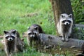 Three common racoon on a meadow