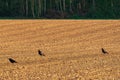 Three common ravens, Corvus corax, on a fresh harrowed field in spring Royalty Free Stock Photo