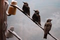 Three Common Starlings Sturnus vulgaris on a telephone wire in a winter scene