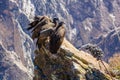 Three Condors at Colca canyon sitting, Peru, South America. This is a condor the biggest flying bird on earth