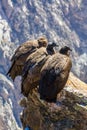 Three Condors at Colca canyon sitting, Peru, South America. This is a condor the biggest flying bird on earth Royalty Free Stock Photo