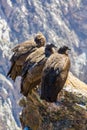 Three Condors at Colca canyon sitting,Peru,South America. This is a condor the biggest flying bird on earth Royalty Free Stock Photo