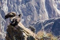 Three Condors at Colca canyon sitting,Peru,South America. This is a condor the biggest flying bird on earth Royalty Free Stock Photo