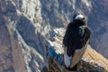 Three Condors at Colca canyon sitting,Peru,South America. This is a condor the biggest flying bird on earth