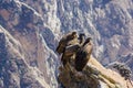 Three Condors at Colca canyon sitting,Peru,South America. This is a condor the biggest flying bird on earth Royalty Free Stock Photo
