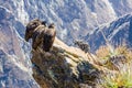 Three Condors at Colca canyon sitting,Peru,South America. This is a condor the biggest flying bird on earth