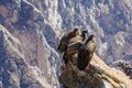 Three Condors at Colca canyon sitting,Peru,South America. This is a condor the biggest flying bird on earth Royalty Free Stock Photo
