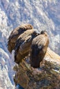 Three Condors at Colca canyon sitting,Peru,South America. This is a condor the biggest flying bird on earth