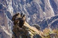 Three Condors at Colca canyon sitting,Peru,South America. This is a condor the biggest flying bird on earth Royalty Free Stock Photo