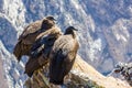 Three Condors at Colca canyon sitting,Peru,South America. This is a condor the biggest flying bird on earth Royalty Free Stock Photo