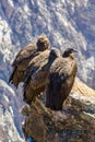 Three Condors at Colca canyon sitting,Peru,South America. This is a condor the biggest flying bird on earth Royalty Free Stock Photo