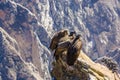 Three Condors at Colca canyon sitting,Peru,South America. This is a condor the biggest flying bird on earth Royalty Free Stock Photo